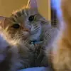 Amanda Heidemann - @amanda.heidemann2 - TikTok