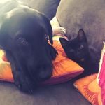 Amanda Heintzelman - @lana_cali_cat - Instagram