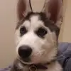 Amanda Heldman - @amandaheldman - TikTok