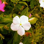 Amanda Hemingway - @contracel - Instagram