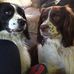 Amanda Hemingway - Facebook