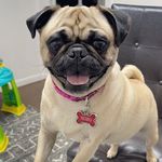 Amanda Hemphill - @alittlepugnamedruby - Instagram