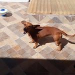 Amora e Cristal 🐶🐱❤️ - @amanda_hencklain98 - Instagram
