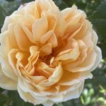 amanda hennessy - @sunshine3rainbows - Instagram