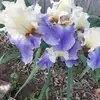 user4439062227629 - @amandaheritage - TikTok