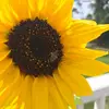 Amanda Herron - @the.misses0 - TikTok