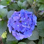 Amanda Hite Moran - @amandamoransgarden - Instagram