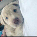 amandahoman - @blue61801 - Instagram
