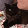 Mandy H - @amanda.homan.19 - TikTok