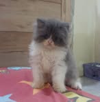Amanda Cat House Bali - Facebook