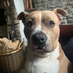 Amanda Seal - @amandahuckleberry - Instagram