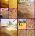 Ghala Mandi Kot radha Kishen Daily Rates - Facebook