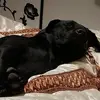 Amanda ampaileva labrador - @amandalabbis - TikTok