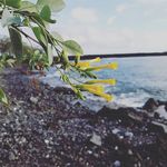 A.Fosh - @amandala_la - Instagram