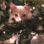 Amanda Rae Lamm - Facebook