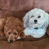 Amanda Lancaster - @amandahlancaster - TikTok