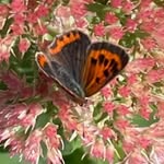 Amanda LaPointe - @gardenwitch27 - Instagram