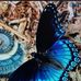 Amanda De Lappe - Facebook