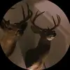amandalaredoo - @amandalaredoo - TikTok