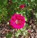 Amanda Lathrop - Facebook