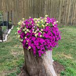 Amanda Lauer - @amjlauer - Instagram