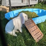 Amanda Leek - @pouncerabbits - Instagram