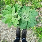 amanda lemons - @a.manna13 - Instagram