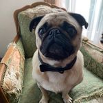 Amanda Loftis - @mrhenrypeabody - Instagram