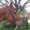 Amanda Macnab - @amandamacnab0 - TikTok