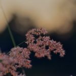 Amanda Maitland - @amandaphotography._ - Instagram