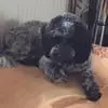 Amanda Maycock - @amanda.maycock - TikTok