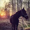 Amanda Mazur - @amandd994 - TikTok