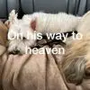 Amanda McAnany - @amanda.mcanany3 - TikTok