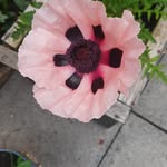 amanda mcdonnell - @amanda82951001 - Instagram