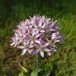 Amanda Mcgregor - @amanda.beloved.earth - Instagram