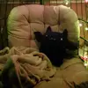 Amanda_mealor1989 - @bengal_fan_ - TikTok