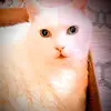 amandamedlin262 - @amandamedlin262 - TikTok