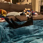 Amanda Merlino - @almost_a_hermit - Instagram