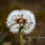 Amanda Michael-Bartlett - @amandaleighphotography951 - Instagram