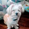 Amanda Michaels - @mature.ts.amanda4u - TikTok