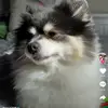 amanda.millar5 - @rileytheimposter - TikTok