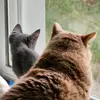 amandamosby0 - @sporadicflatulence - TikTok
