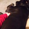 the big dog lover 😊 - @amandamotter0 - TikTok