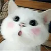 Amanda Niu - @amandaniu4 - TikTok
