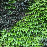 Amanda Oliver Gardens - @amandaolivergardens - Instagram