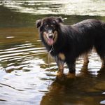 Amanda Olvera - @pupcity_services - Instagram