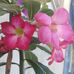 Amanda Olvera Gonzalez - Facebook
