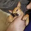 amandap12345 - @amandapagano6 - TikTok