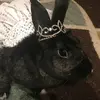 Amanda Pedroza - @amanda.bunny5 - TikTok