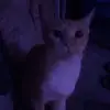 Amanda Perales - @amanda.perales5 - TikTok